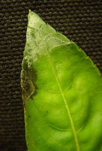 Lesion on New Guinea impatiens leaf