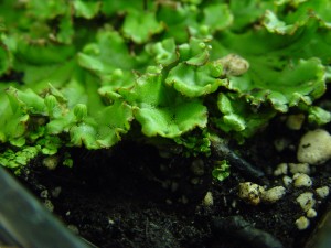 Liverwort foliage