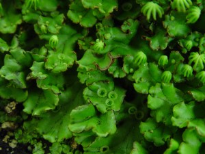 Liverwort foliage with cups