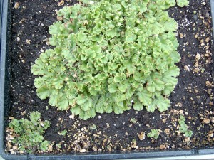 Liverwort plant