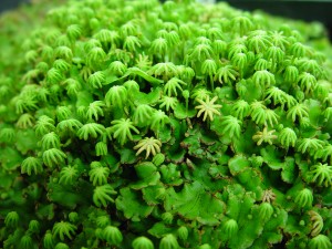 Liverwort spore stalks