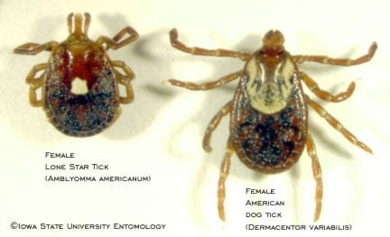 Lone Star tick Compared To American Dog Tick