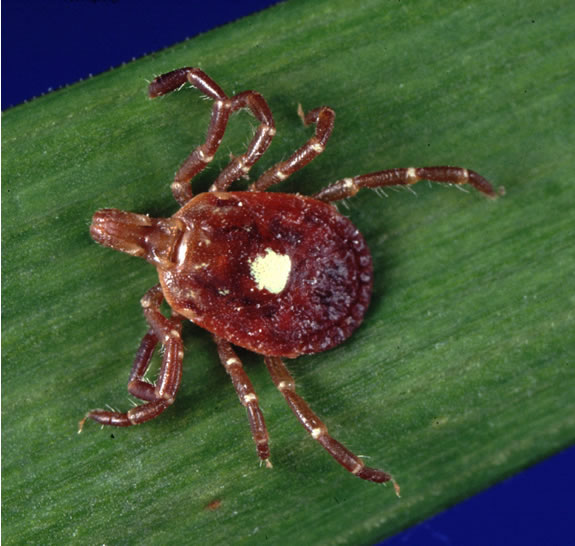 Lone Star Tick Plant & Pest Diagnostics