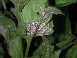 Lower surface of infected Rudbeckia leaf