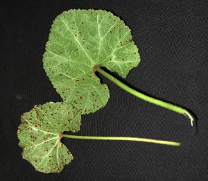 Lower surface of infected leaf