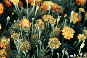 Marigold infected with aster yellows phytoplasm