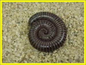 Large Millipede curled up in a spiral