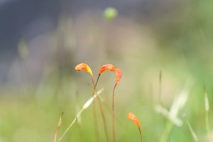 Moss capsules