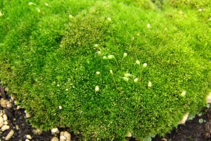 Moss foliage