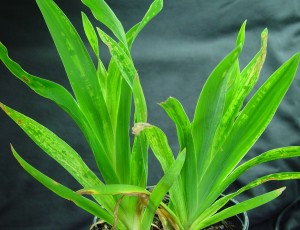 Mottling of lily foliage infected with Cucumber Mosaic Virus