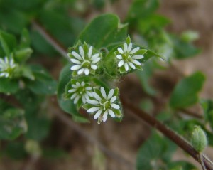Mouseear chickweed flowers and fruit