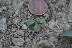 Mouseear chickweed seedling