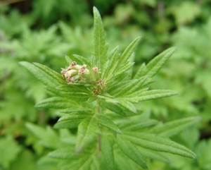 Mugwort flower