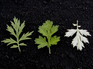 Mugwort leaves