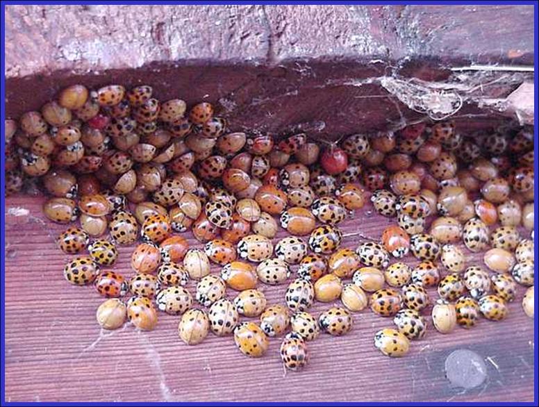 Multicolored Asian Lady beetle - Plant & Pest Diagnostics