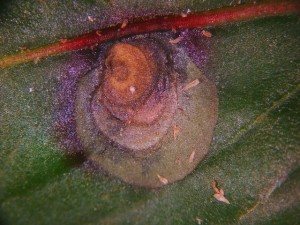 Myrothecium lesion with tuft of spores