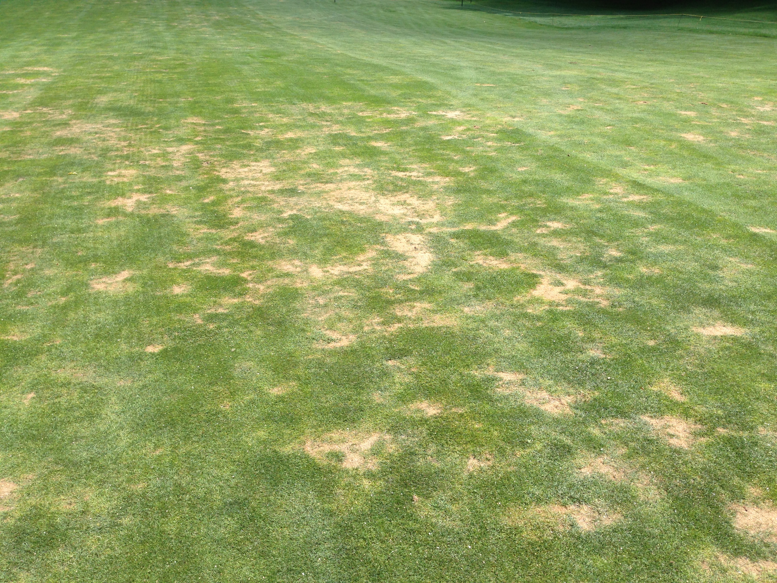 Nematodes and Turf Problems - Plant & Pest Diagnostics