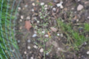 New stinkgrass seedhead