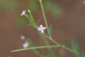 Northern willowherb flowers