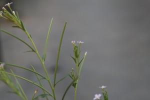 Northern willowherb flowers and fruit