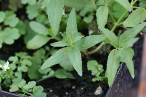 Northern willowherb leaves