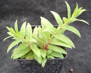 Northern willowherb plant