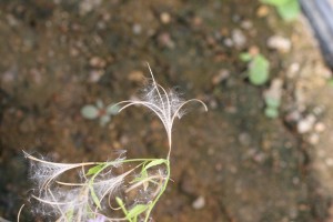 Northern willowherb seeds