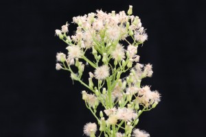 New horseweed flowerhead