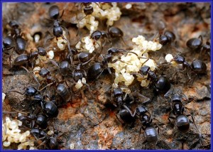 Odorous House Ants And Eggs