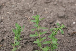 Opposite leaves of Common St. Johnswort