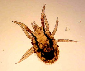 Parasitic bird mites