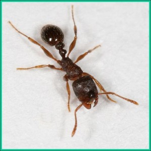 Pavement Ant