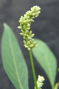 Pennsylvania smartweed flower cluster