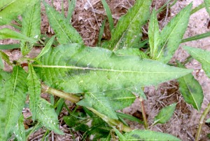 Pennsylvania smartweed leaf