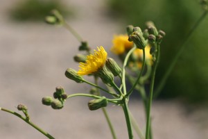 Perennial sowthistle flower