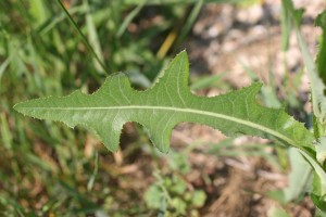 Perennial sowthistle lower leaf