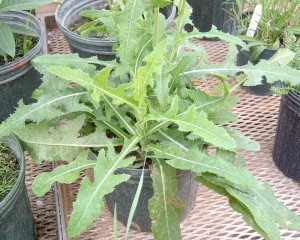 Perennial sowthistle plant