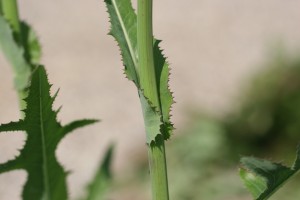 Perennial sowthistle upper leaf