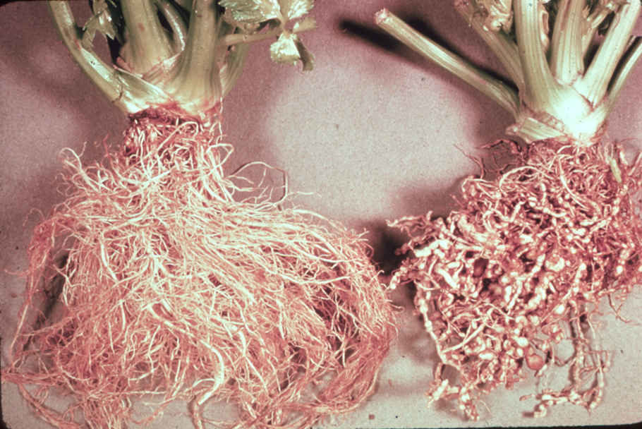 Root Knot Nematodes on Vegetables