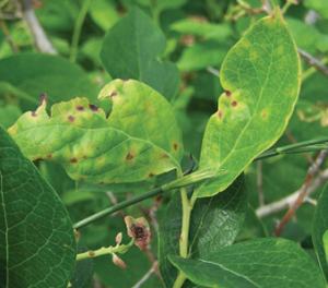 Symptoms of tomato ringspot virus on blueberry