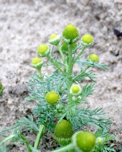 Pineapple weed flowers