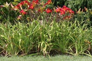 Planting bed infected with daylily leaf streak