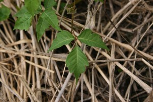 Poison ivy leaf