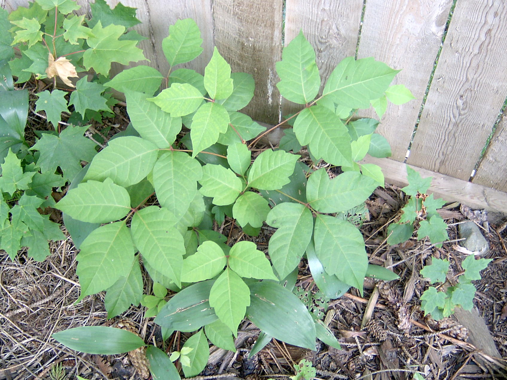 Can Ivy Plant Live In Water