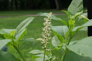 Pokeweed flower