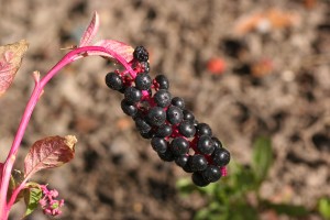 Pokeweed fruit