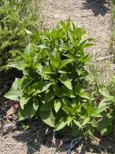 Pokeweed plant