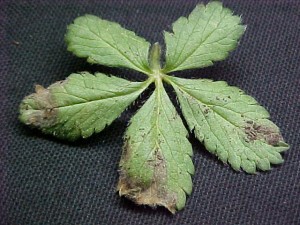 Potentilla infected with downy mildew