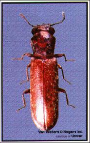 Powder post Beetle