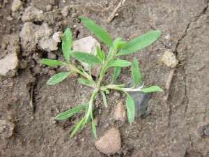 Prostrate knotweed seedling